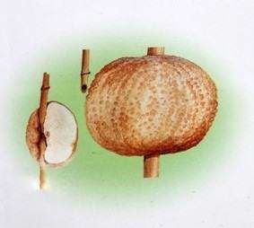 竹生肉球菌 竹生肉球菌