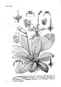 雲南粗筒苣苔 雲南粗筒苣苔