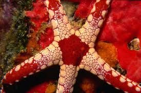 鏈珠海星 鏈珠海星