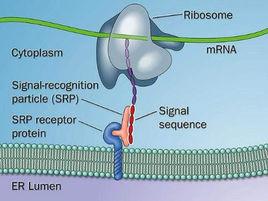 信號肽假說 信號肽假說