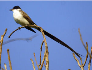 黃頂伊拉鶲 黃頂伊拉鶲