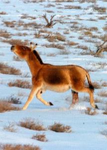 卡拉麥里保護區