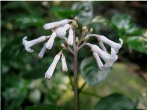 日本蛇根草 日本蛇根草