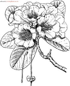 紅萼杜鵑 紅萼杜鵑