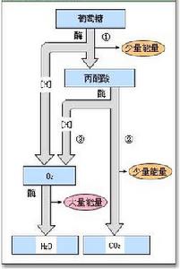 （圖）無氧呼吸