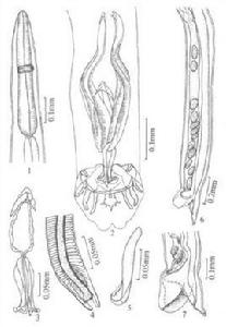 紅色原圓線蟲 紅色原圓線蟲