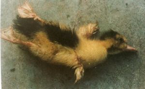 鴨傳染性漿膜炎 鴨傳染性漿膜炎