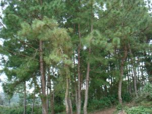 碳場自然村 碳場自然村