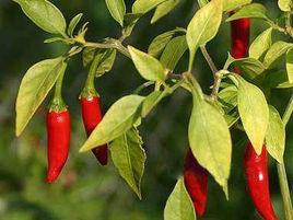 鳥眼椒 鳥眼椒