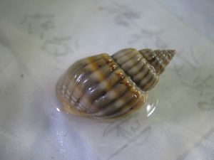 大織紋螺 大織紋螺