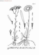 舌葉紫菀 舌葉紫菀