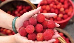 仙居農家楊梅 仙居農家楊梅