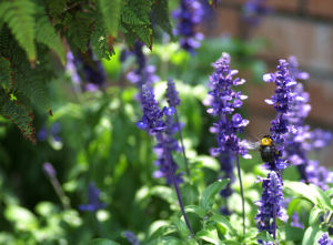西藏鼠尾草 西藏鼠尾草
