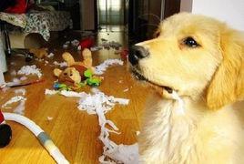 寵物分離焦慮症 寵物分離焦慮症