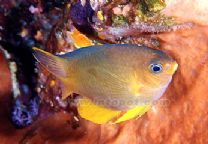 金豆娘魚 金豆娘魚