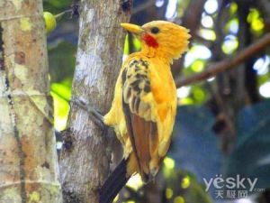 乳白啄木鳥 乳白啄木鳥