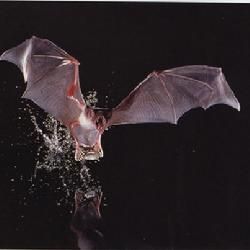 施氏暮蝠 施氏暮蝠