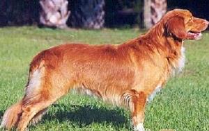 斯科舍誘鴨尋回犬