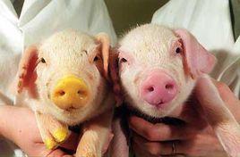 克隆理論 克隆理論