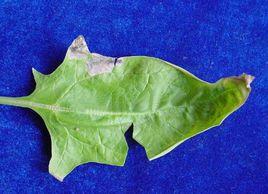 菠菜灰霉病 菠菜灰霉病