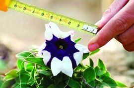 誘變育種 誘變育種