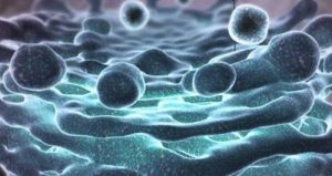 高爾基氏體 高爾基氏體