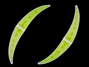 銳新月藻 銳新月藻