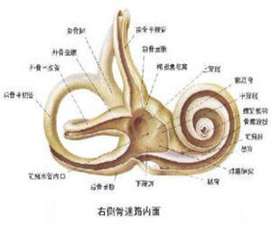 良性陣發性位置性眩暈