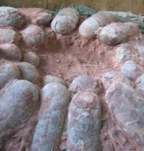 晶體恐龍蛋 晶體恐龍蛋