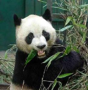 大熊貓緣小 大熊貓緣小