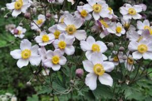 羽裂蟹甲草 羽裂蟹甲草