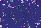海洋細菌