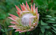 南非共和國[非洲國家]