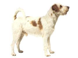 克羅福蘭德犬 克羅福蘭德犬