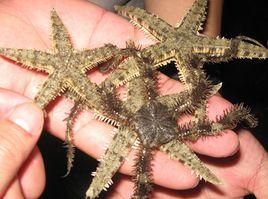 菲律賓正海星 菲律賓正海星