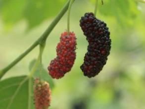 極小桑椹藻 極小桑椹藻