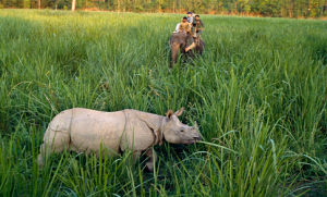 尼泊爾齊旺國家公園 尼泊爾齊旺國家公園