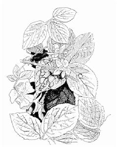 庫頁懸鉤子根 庫頁懸鉤子根