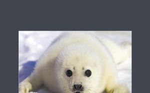 國際海豹日 國際海豹日