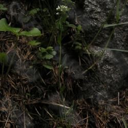 三角葉山萮菜(原變種) 三角葉山萮菜(原變種)