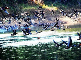 鴛鴦湖保護區 鴛鴦湖保護區