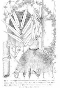 緬甸龍竹 緬甸龍竹