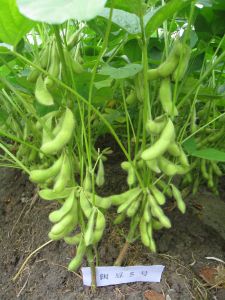 閩豆5號 閩豆5號