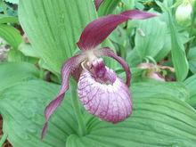 人間五十年[熊谷直實為平敦盛所做的殉死舞]