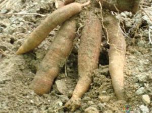 亞麻仁苦苷 亞麻仁苦苷