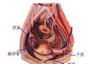 子宮偏小 子宮偏小