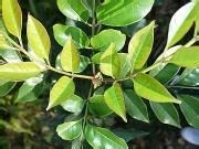 皺葉雀梅藤 皺葉雀梅藤