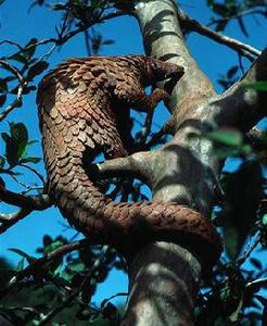 黑腹長尾穿山甲 黑腹長尾穿山甲