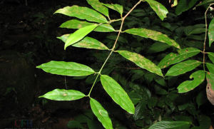 河口五層龍 河口五層龍