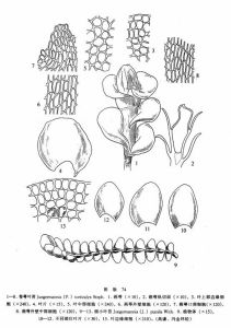 卷萼葉苔 卷萼葉苔